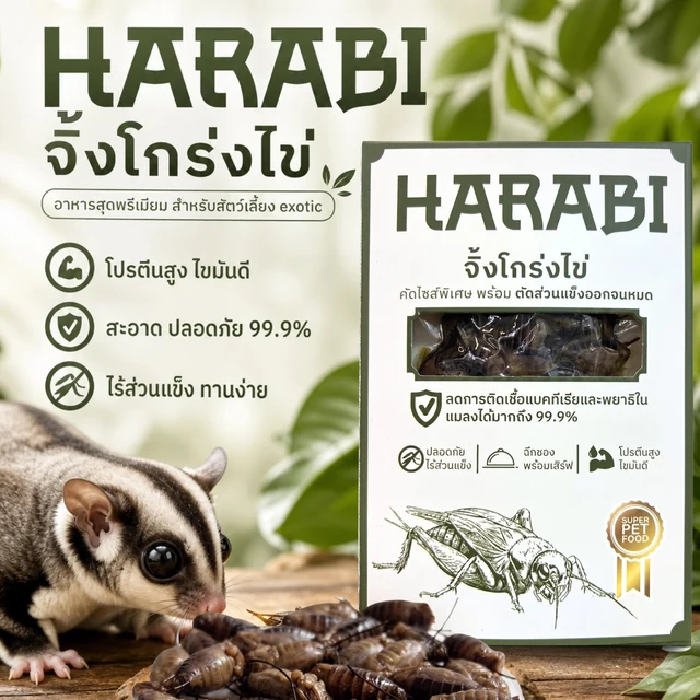 โปสเตอร์จิ้งโกร่งไข่ HARABI พร้อมกล่องสินค้าและชูการ์ไกลเดอร์